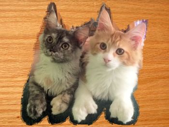 Luda & Mishka.  Parents of kittens
