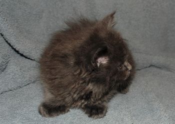 7 weeks
