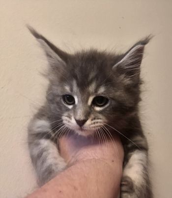 8.5 weeks
