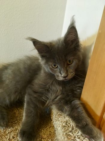 12 weeks
