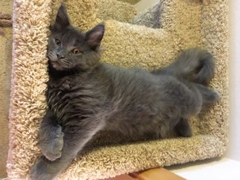 12 weeks
