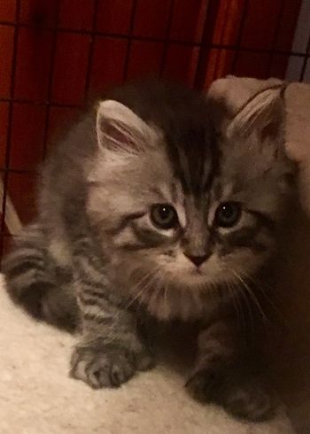 6 weeks
