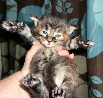 AVAILABLE. $1800. Quinlynn. Female. Brown torbie. Poly
