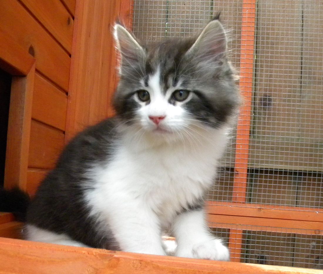 9 weeks
