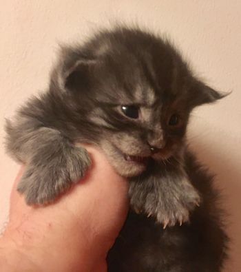 3 weeks
