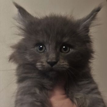 8.5 weeks
