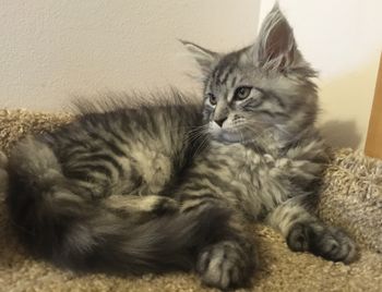 11 weeks
