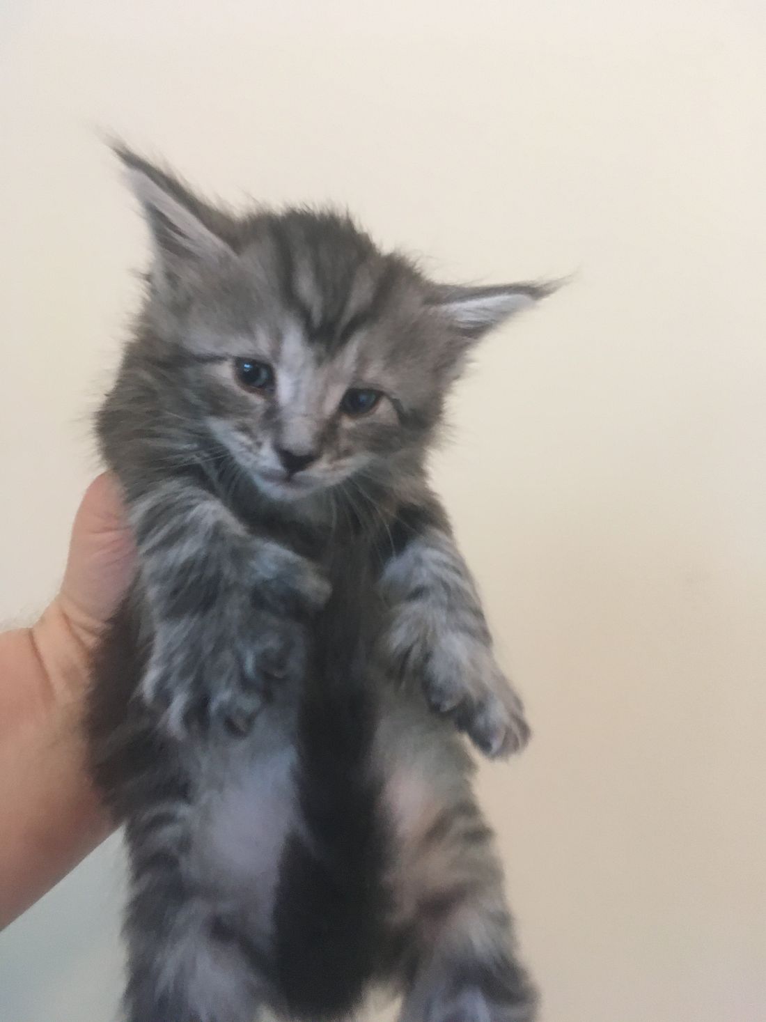 4 weeks
