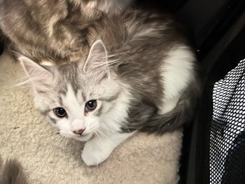 Sally. 11 weeks. Silver tabby and white. Female.   $1800
