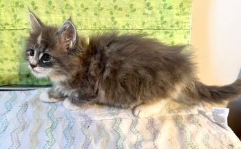 8 weeks
