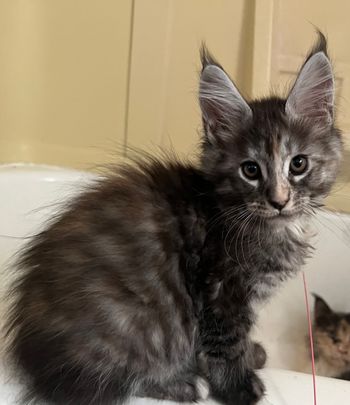 AVAILABLE. $1800. Rizzo. Female. Silver mackerel torbie

