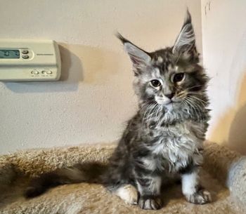 STAYS with NEBRASKCOONS. Rhonda. Female. Silver torbie
