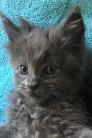 7 weeks
