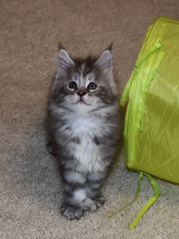 8 weeks
