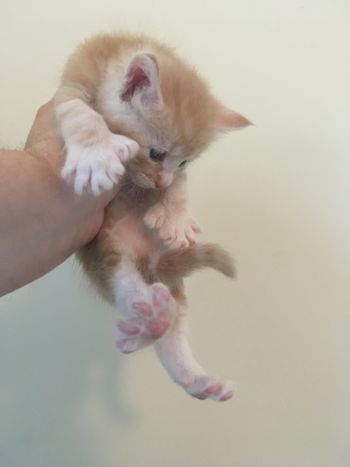 4 weeks
