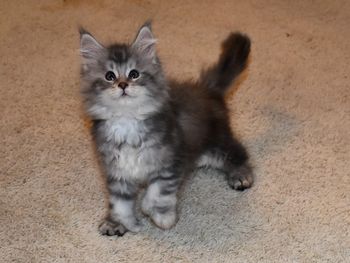 8 weeks
