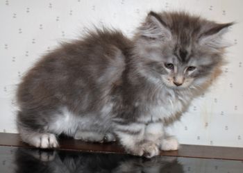 8 weeks
