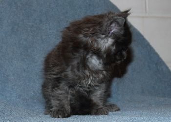 7 weeks
