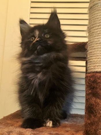 10 weeks
