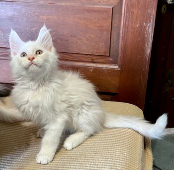 10 weeks
