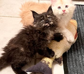 On hold for NEBRASKCOONS. Remmie. Female. Black tortie. Poly
