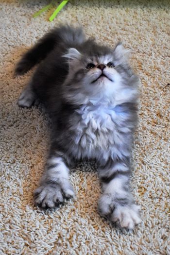 8 weeks
