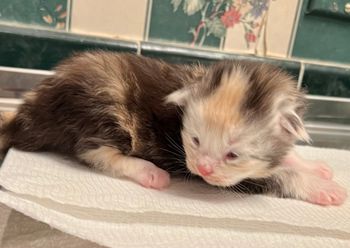 Stella. Female. Silver patched tabby and white
