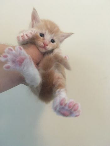 4 weeks
