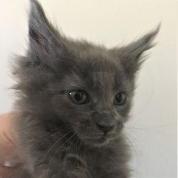 7 weeks
