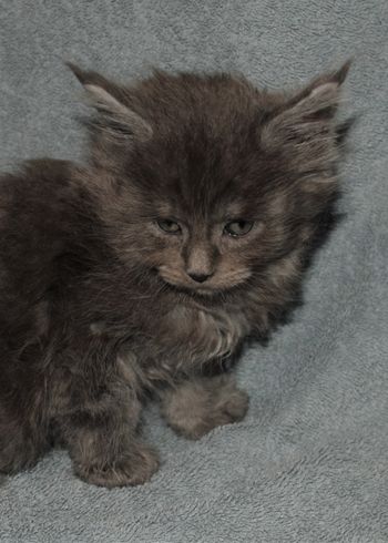 7 weeks
