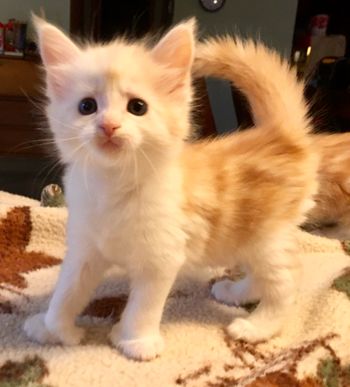 5 weeks
