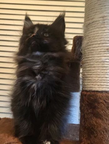 10 weeks
