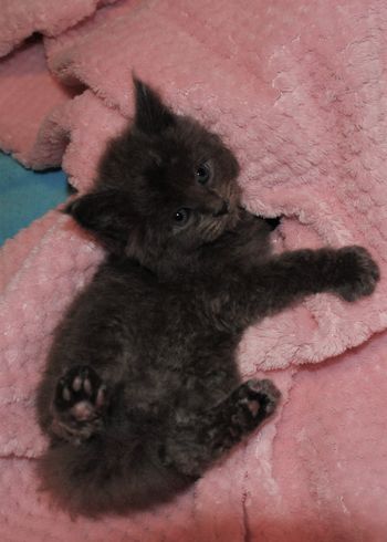 5 weeks
