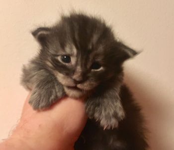 3 weeks
