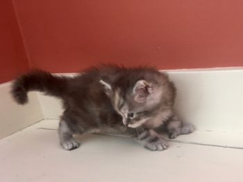 5 weeks
