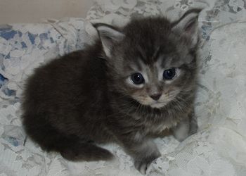 4 weeks
