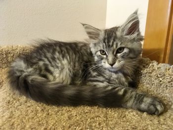 11 weeks
