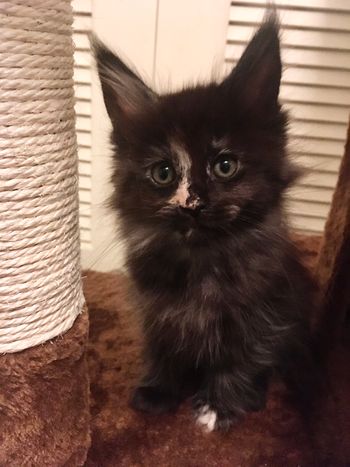 8 weeks
