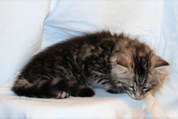 7.5 weeks
