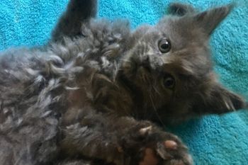 7 weeks
