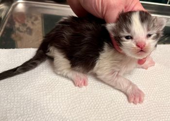 Sally. Female. Silver tabby and white
