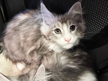 Smitty. 11 weeks 
$1800. Reserved for Raquel T.
