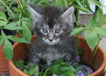 6 weeks
