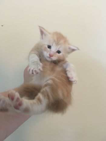 4 weeks
