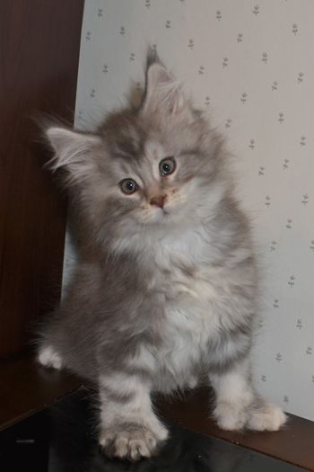 8 weeks
