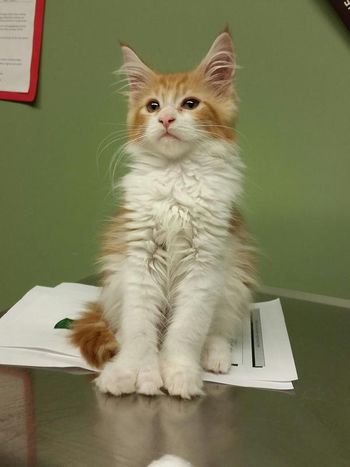 12 weeks
