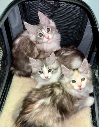 11 weeks. Trip to vet for vaccinations
