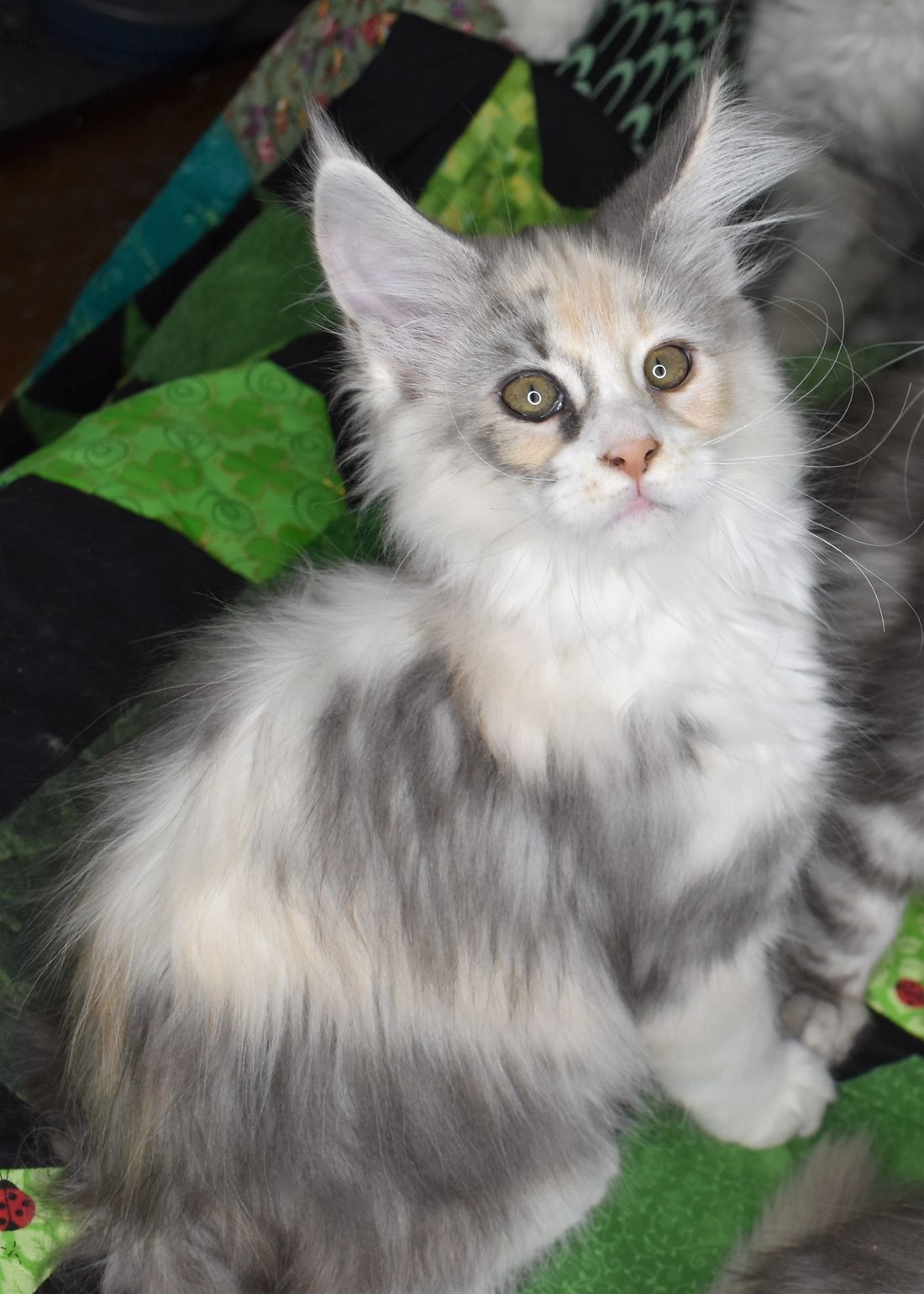 14 weeks
