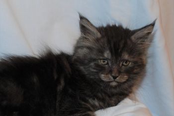 7.5 weeks
