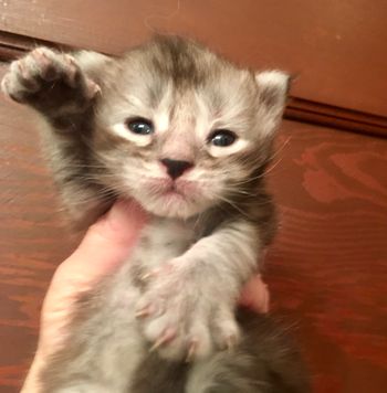 2.5 weeks

